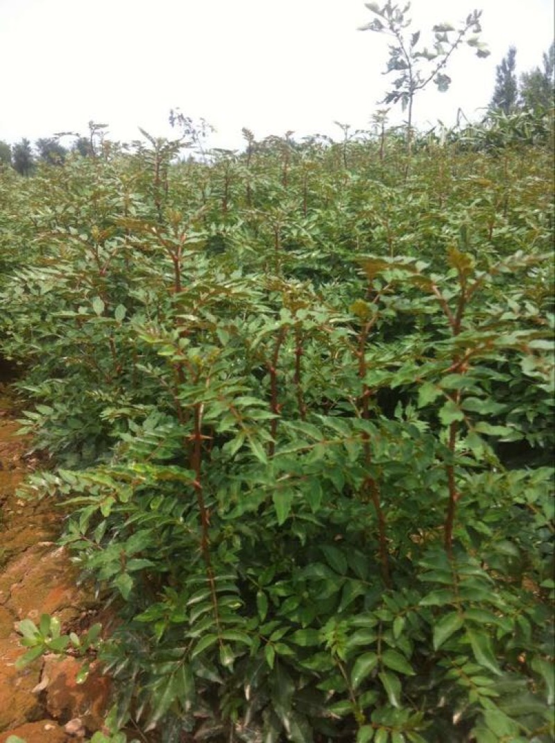 花椒树苗大红袍花椒苗四川食用麻椒南方北方种植盆栽地栽当年
