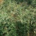 花椒树苗大红袍花椒苗四川食用麻椒南方北方种植盆栽地栽当年
