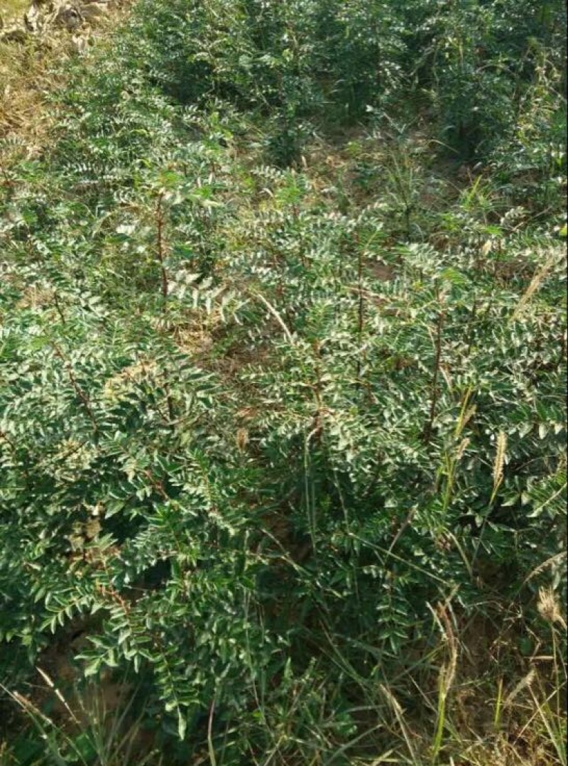 花椒树苗大红袍花椒苗四川食用麻椒南方北方种植盆栽地栽当年