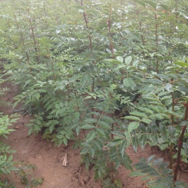 花椒树苗大红袍花椒苗四川食用麻椒南方北方种植盆栽地栽当年