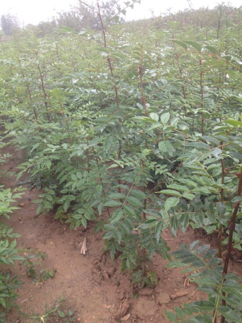 花椒树苗大红袍花椒苗四川食用麻椒南方北方种植盆栽地栽当年