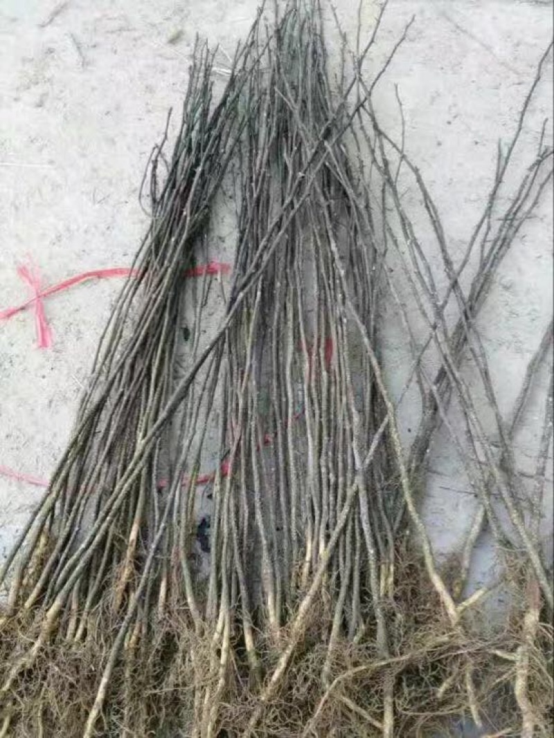 花椒树苗大红袍花椒苗四川食用麻椒南方北方种植盆栽地栽当年