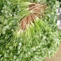 香菜10~15厘米以上