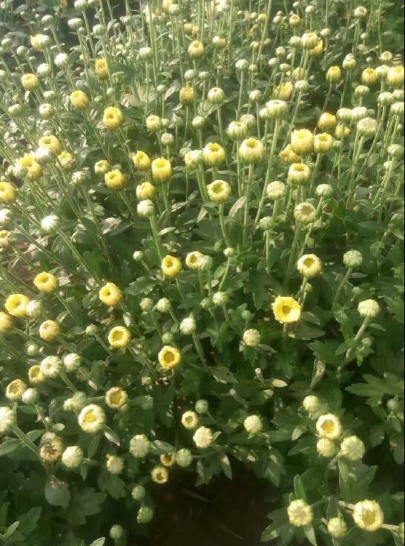 菊花茶
