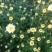 菊花茶