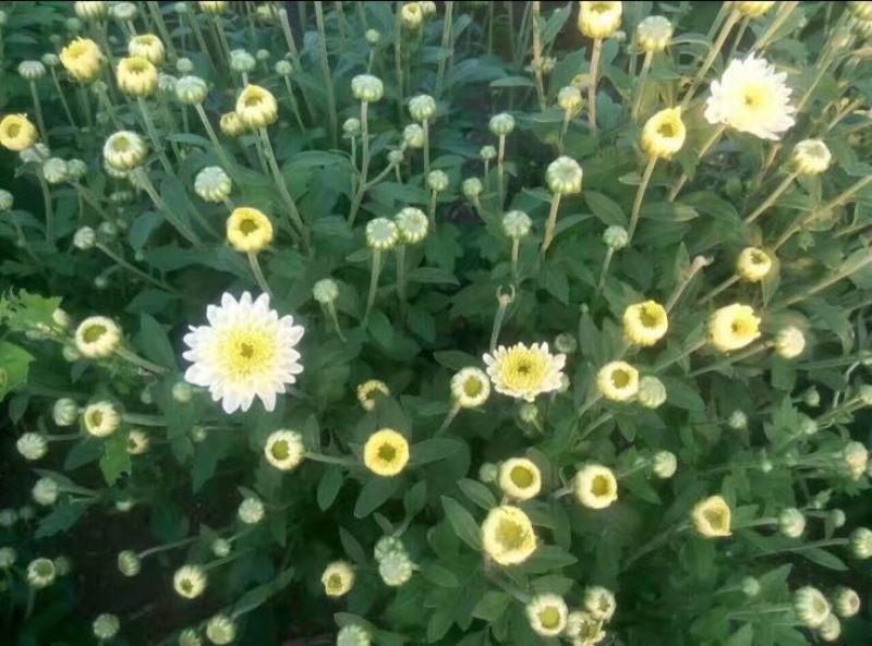 菊花茶