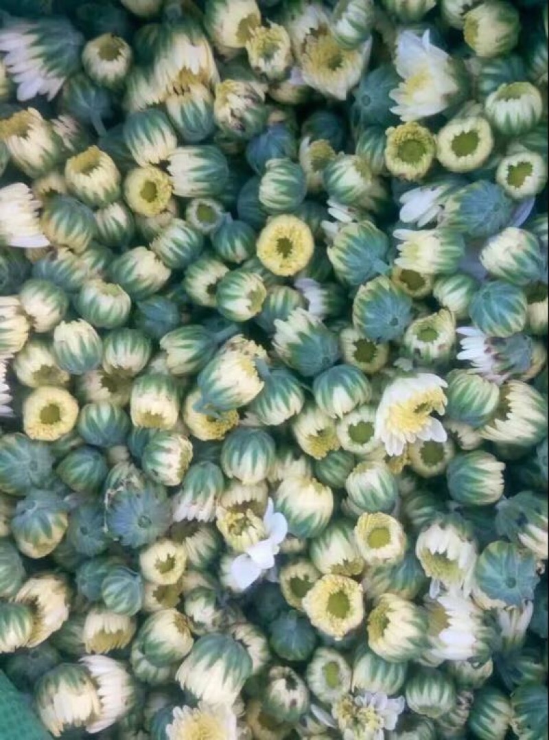 菊花茶