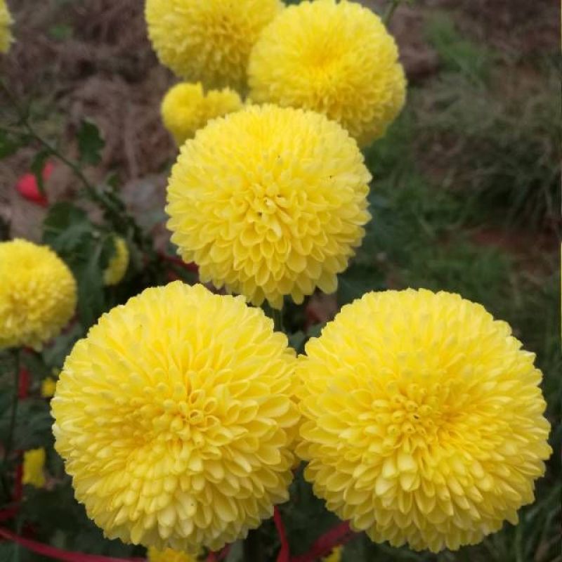 皇菊茶一级