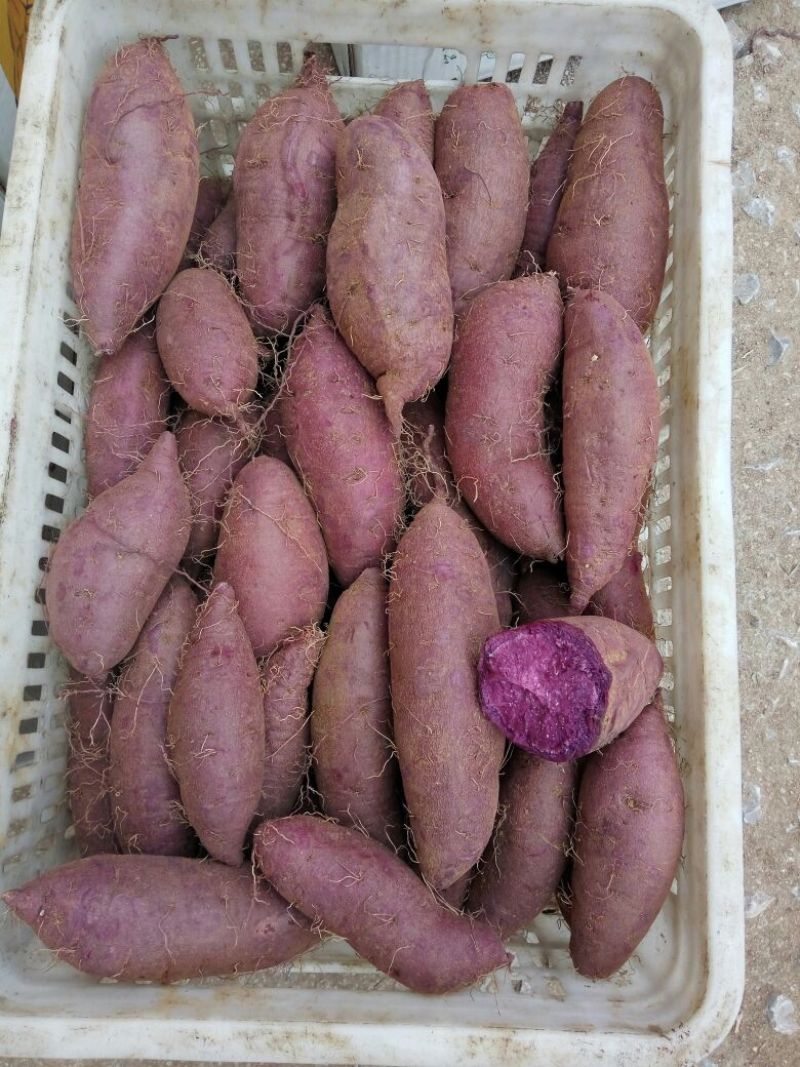 紫薯全粉