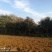 造型松10公分
