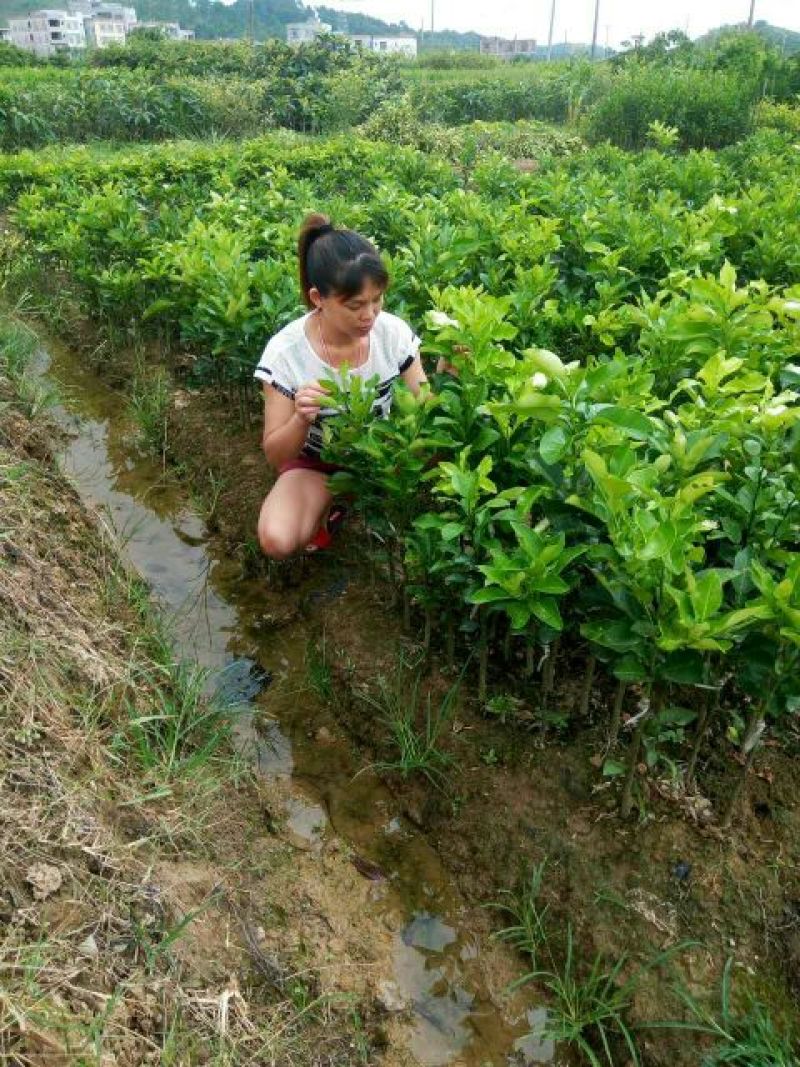 三红蜜柚苗可视频看货支持线上交易产地直销