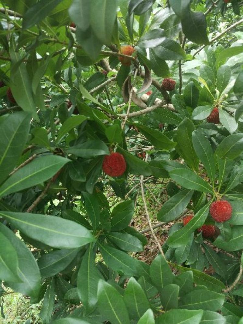 东魁杨梅4~5cm