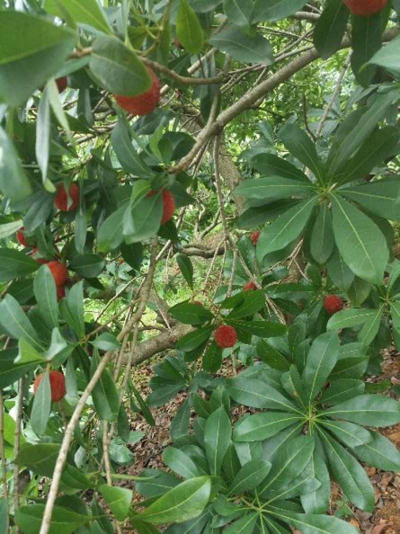 东魁杨梅4~5cm
