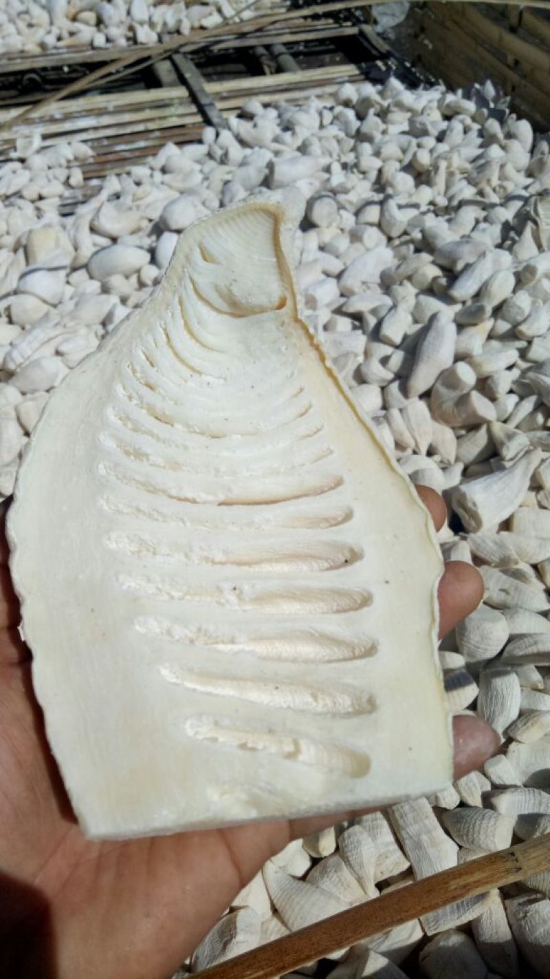 【大量供应】笋干，自然烘干，楠竹笋干美味低价货源充足
