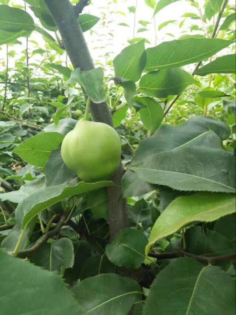 酥梨