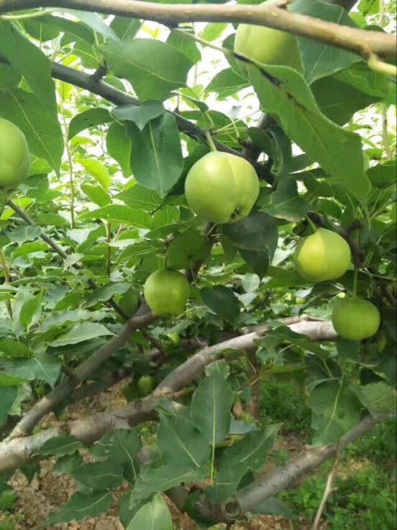 酥梨