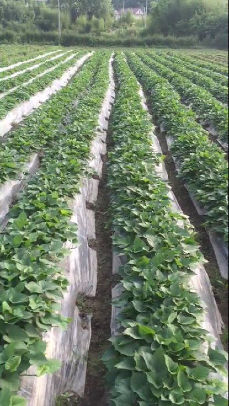 天目小香薯3两以下小香薯红薯黄心一手货源
