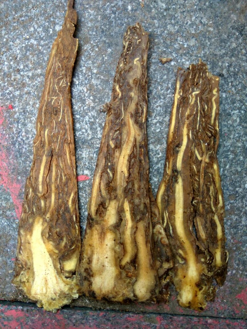 甘肃当归个子各种规格一件代发货