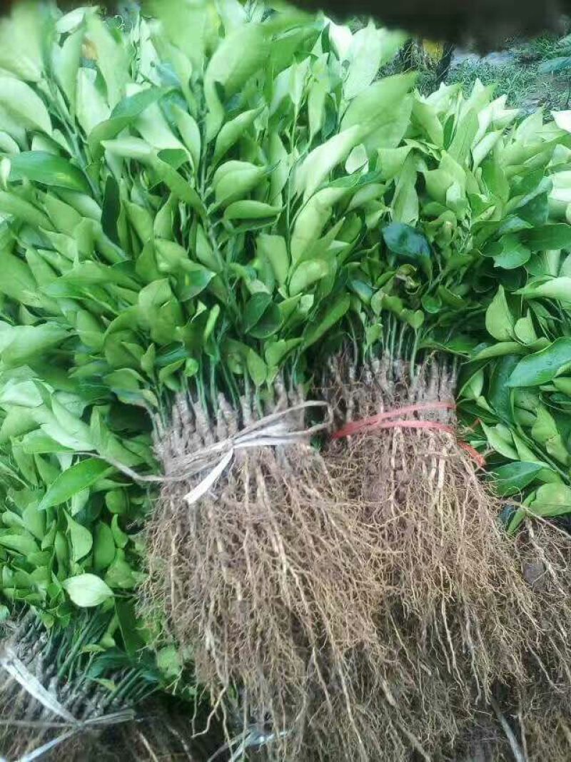 春见苗30~50cm