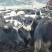 牦牛400~500kg