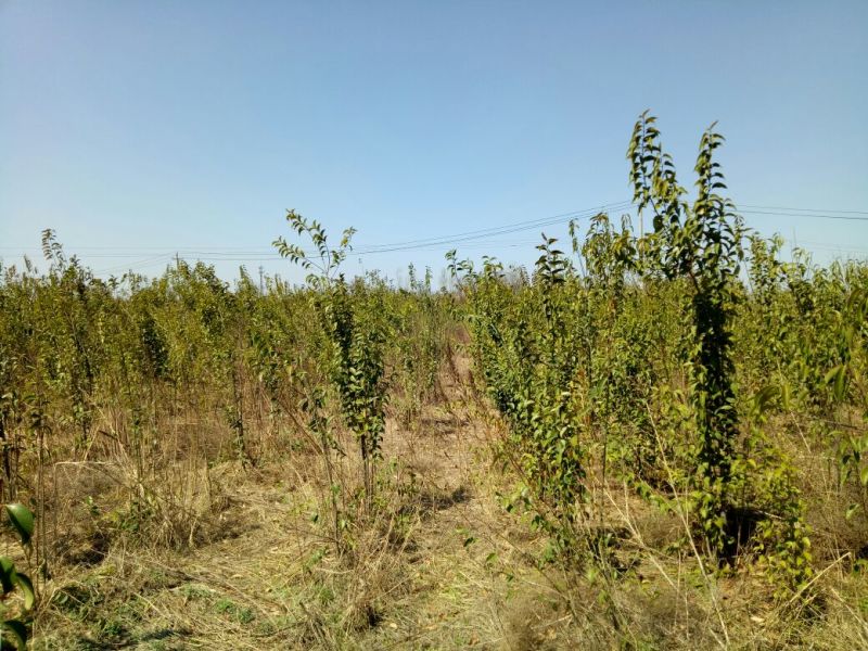 大叶女贞4cm以下