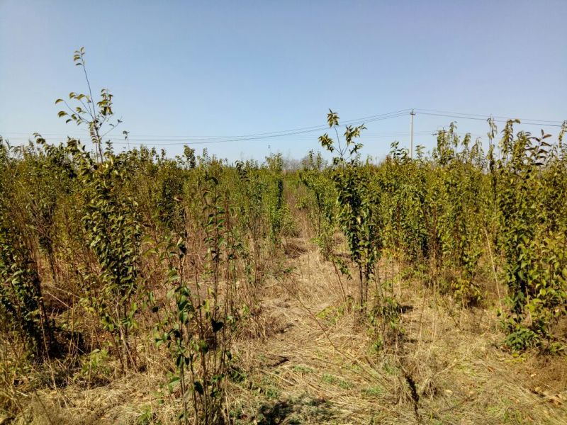 大叶女贞4cm以下