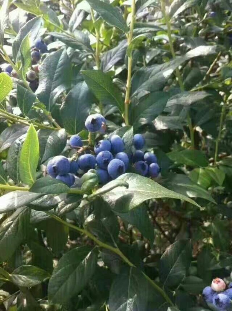 蓝丰蓝莓鲜果10~12mm以上