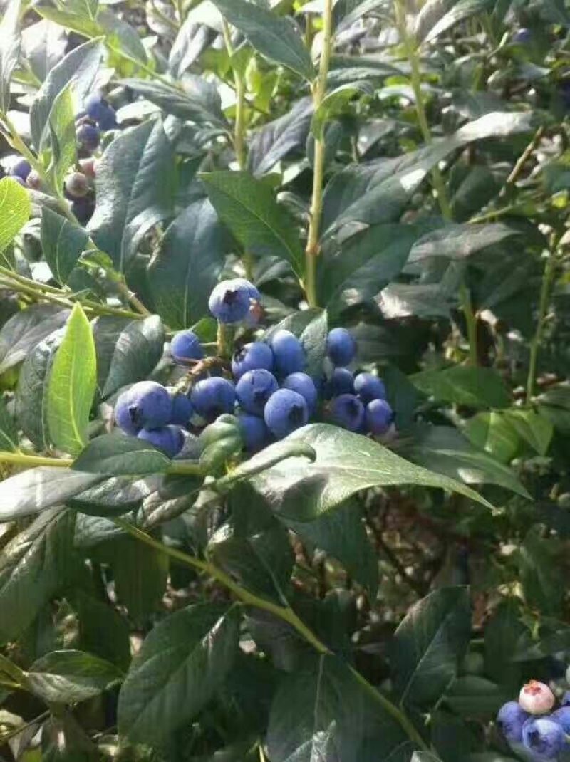 蓝丰蓝莓鲜果10~12mm以上