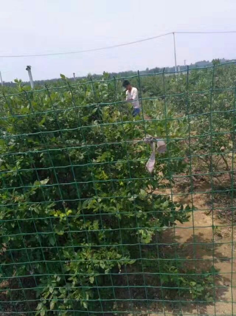 蓝丰蓝莓鲜果10~12mm以上