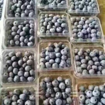 蓝丰蓝莓鲜果10~12mm以上