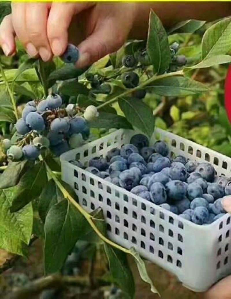 蓝丰蓝莓鲜果10~12mm以上