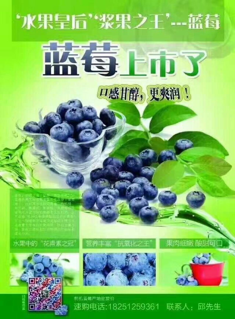 蓝丰蓝莓鲜果10~12mm以上