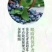 蓝丰蓝莓鲜果10~12mm以上