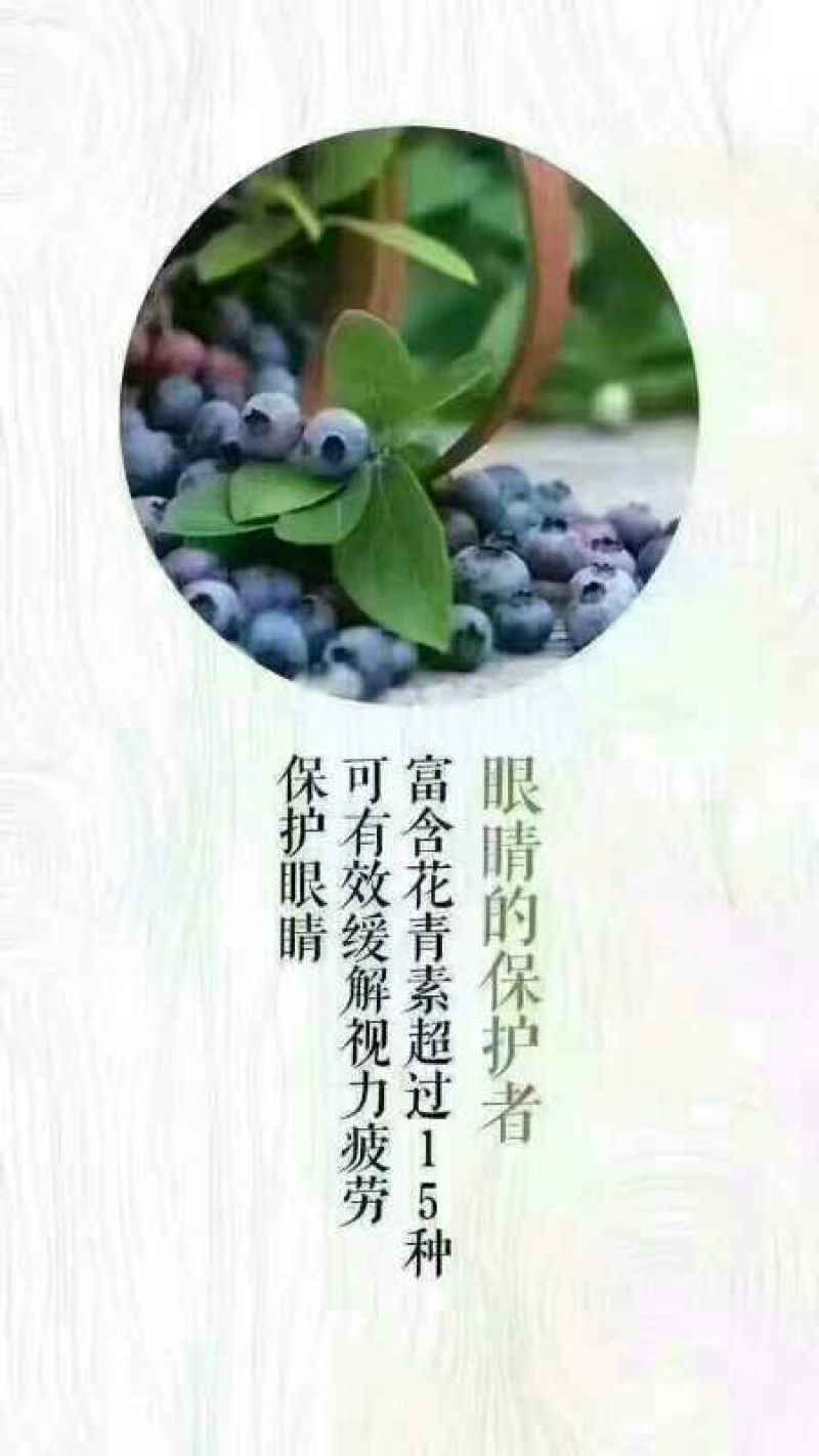 蓝丰蓝莓鲜果10~12mm以上