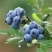 蓝丰蓝莓鲜果10~12mm以上