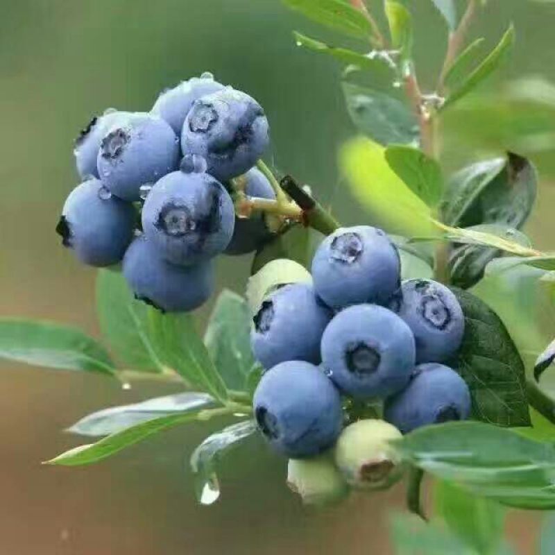 蓝丰蓝莓鲜果10~12mm以上