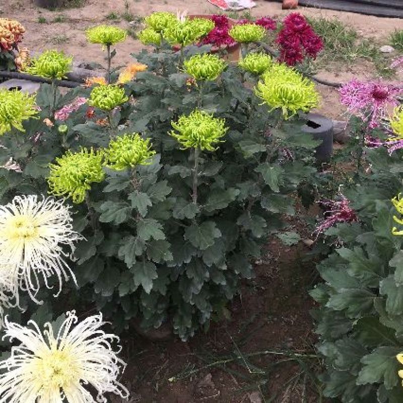 菊花苗菊花品种苗