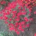 菊花苗菊花品种苗