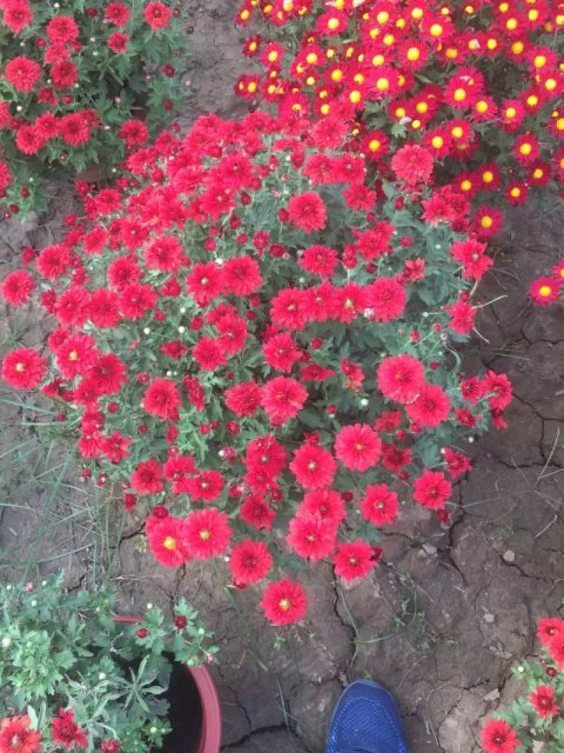 菊花苗菊花品种苗