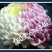 菊花苗菊花品种苗