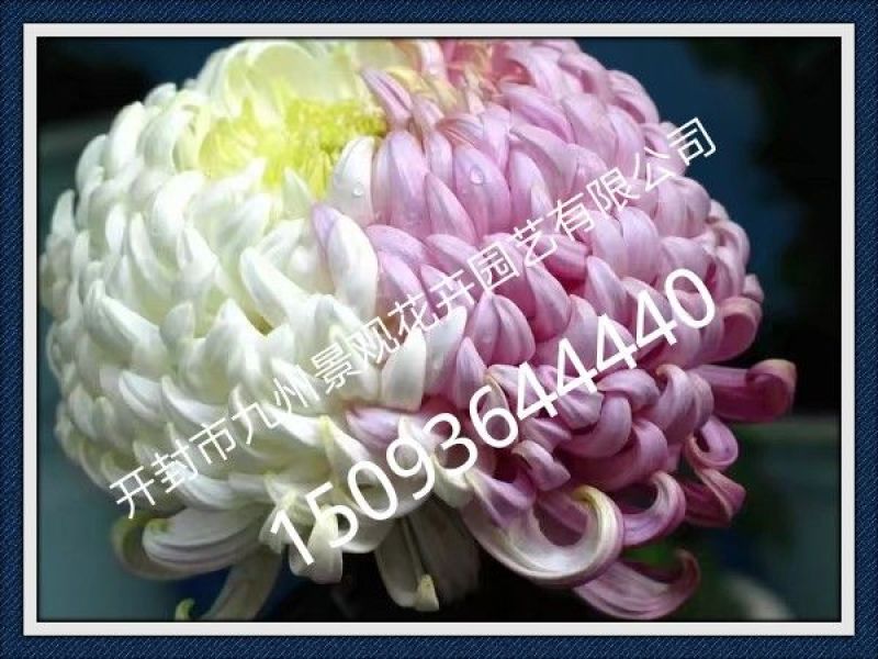 菊花苗菊花品种苗