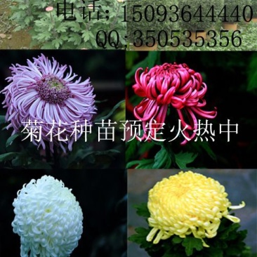 菊花苗菊花品种苗