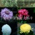 菊花苗菊花品种苗
