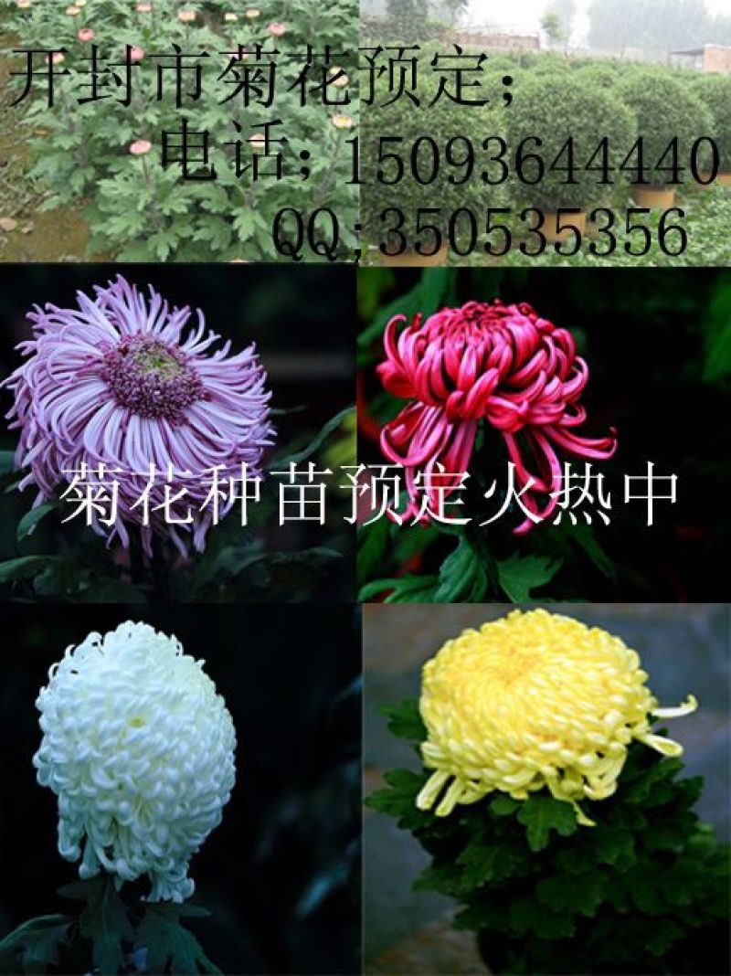 菊花苗菊花品种苗