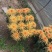菊花苗菊花品种苗
