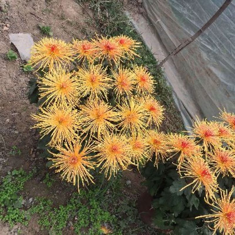 菊花苗菊花品种苗