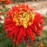 菊花苗菊花品种苗
