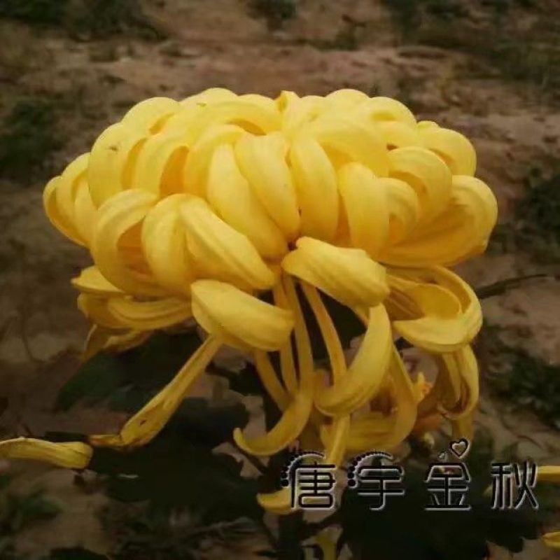 菊花苗菊花品种苗