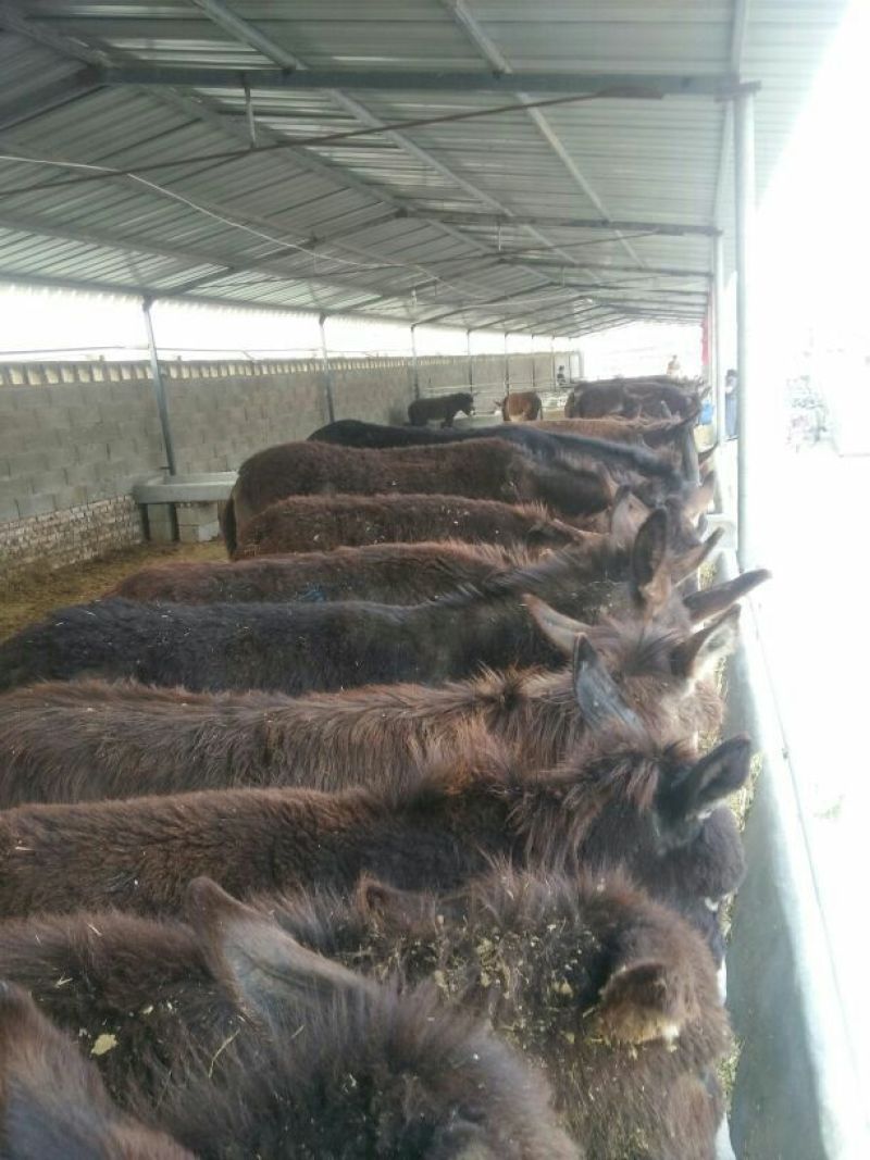 肉驴200~400斤