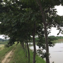 榉树